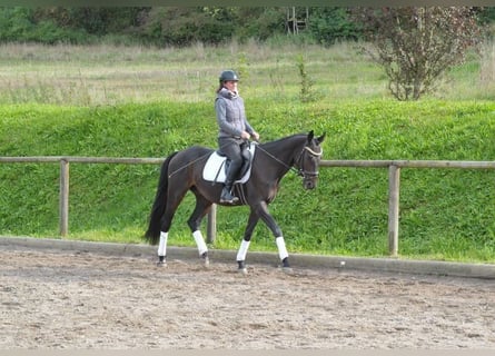 Andra varmblod, Valack, 7 år, 163 cm, Rökfärgad svart