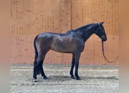 Andra varmblod, Valack, 7 år, 174 cm, Brun