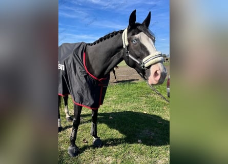 Andra varmblod, Valack, 8 år, 165 cm, Svart