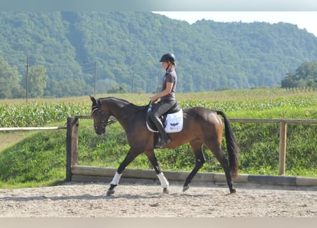 Andra varmblod, Valack, 9 år, 163 cm, Rökfärgad svart