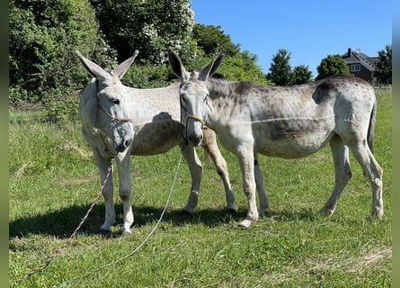 Âne, Étalon, 13 Ans, Gris