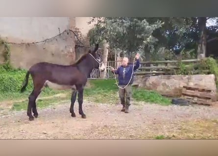 Âne, Étalon, 1 Année, Noir