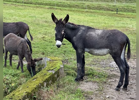 Âne, Étalon, 5 Ans, 141 cm, Bai brun