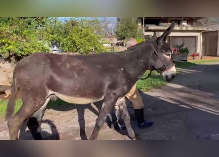Âne, Étalon, 7 Ans, 150 cm