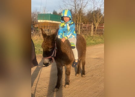 Âne, Hongre, 4 Ans, 120 cm, Bai brun