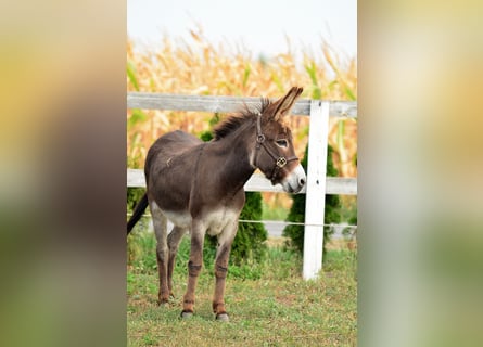 Âne, Jument, 13 Ans, 125 cm, Bai