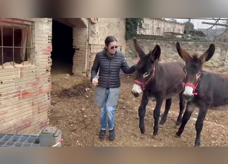 Âne, Jument, 1 Année, Noir
