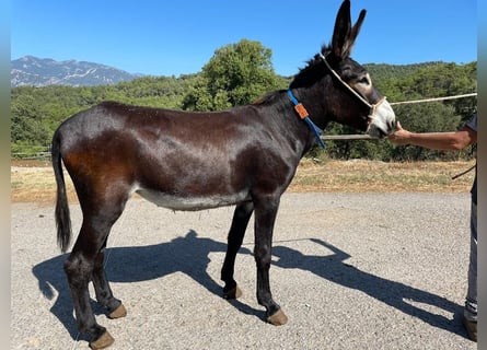 Âne, Jument, 2 Ans, 150 cm, Noir