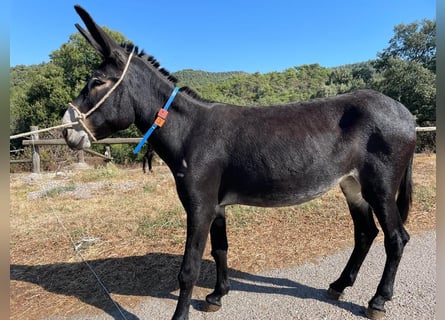 Âne, Jument, 3 Ans, 143 cm, Noir