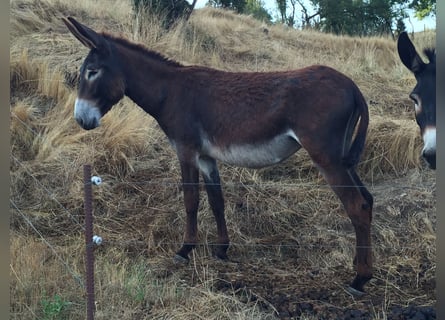 Âne, Jument, 3 Ans, 156 cm, Bai