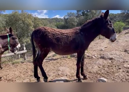 Âne, Jument, 5 Ans, 143 cm, Noir