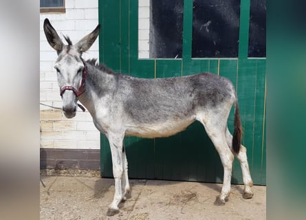 Âne, Jument, 7 Ans, 137 cm, Grullo