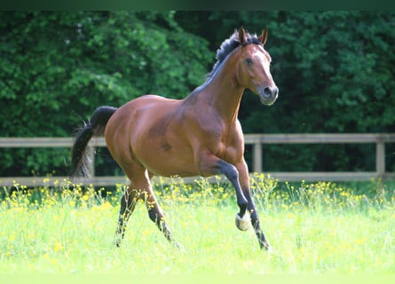 Anglo-Arab, Gelding, 10 years, 16,1 hh, Brown