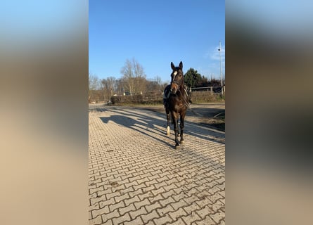Anglo-Arab, Gelding, 10 years, 16.3 hh, Bay-Dark