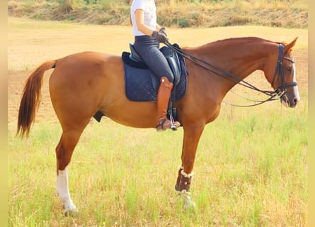 Anglo-Arab, Gelding, 10 years, 16,1 hh, Chestnut-Red