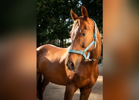 Anglo-Arab, Gelding, 11 years, 16.2 hh, Chestnut-Red