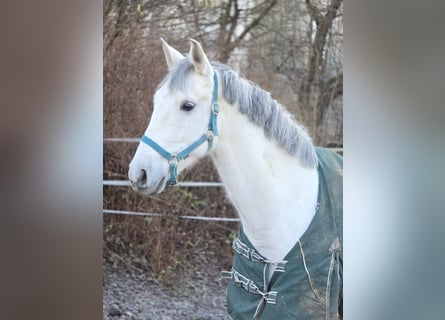 Anglo-Arab, Gelding, 12 years, 15 hh, Gray