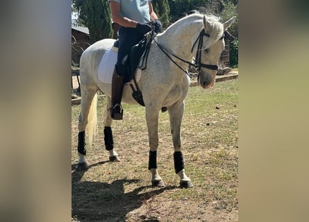 Anglo-Arab Mix, Gelding, 15 years, 15.2 hh, Gray