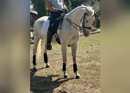 Anglo-Arabo Mix, Wallach, 15 Jahre, 15,2 hh, Schimmel