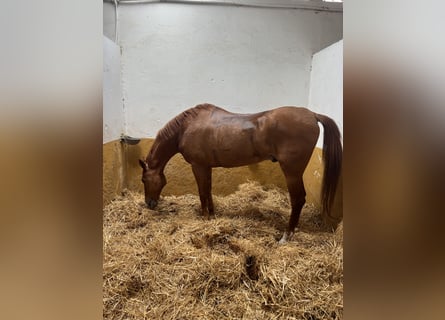 Anglo-Arab, Gelding, 17 years, 16 hh, Chestnut-Red