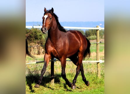 Anglo-Arab, Gelding, 2 years, 15.2 hh, Bay-Dark