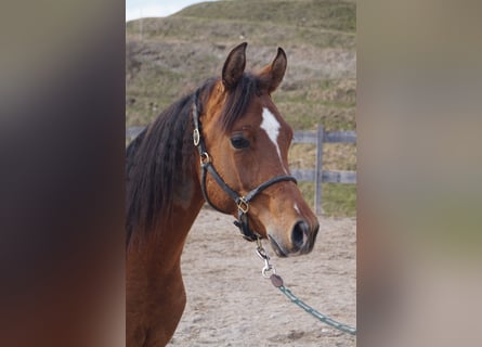 Anglo-Arab, Gelding, 2 years, 15.2 hh, Brown