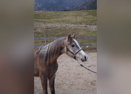 Anglo-Arab, Gelding, 2 years, 15,2 hh