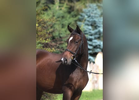 Anglo-Arab, Gelding, 3 years, 16.2 hh, Bay-Dark