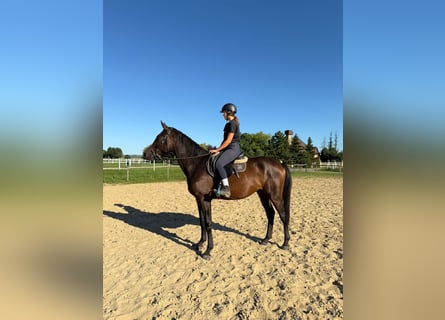 Anglo-Arab, Gelding, 3 years, 16,2 hh, Bay-Dark