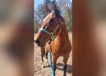 Anglo-Arab, Gelding, 4 years, 15.2 hh, Brown