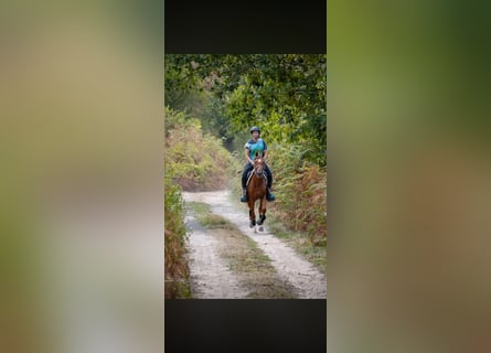 Anglo-Arab, Gelding, 5 years, 15.1 hh, Chestnut