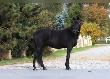 Anglo-Arab, Gelding, 5 years, 15,3 hh, Smoky-Black