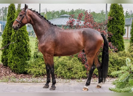 Anglo-Arab, Gelding, 5 years, 16,2 hh, Black