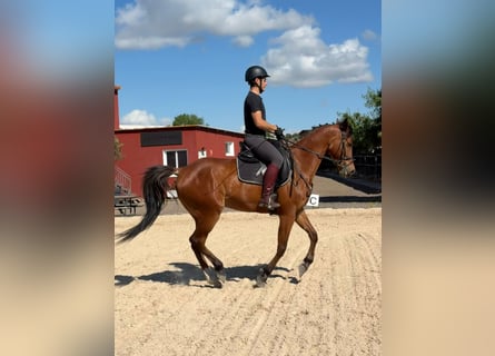 Anglo-Arab Mix, Gelding, 6 years, 15.2 hh, Brown