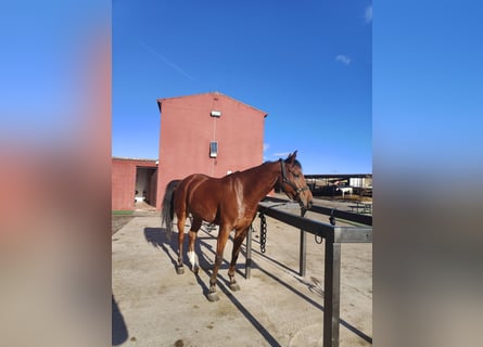 Anglo-Arab Mix, Gelding, 6 years, 15,2 hh, Brown