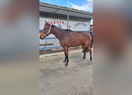 Anglo-Arab, Gelding, 6 years, 16 hh, Brown