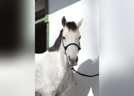 Anglo-Arab, Gelding, 7 years, 14,3 hh, Gray