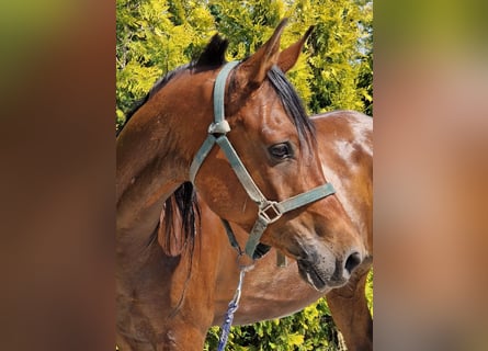 Anglo-Arab, Gelding, 7 years, 15 hh, Brown