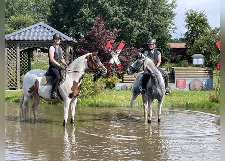 Anglo-Arab, Gelding, 7 years, 16 hh, Pinto