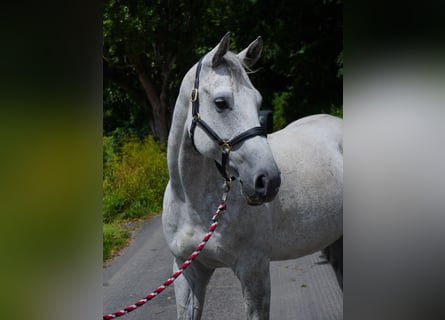 Anglo-Arab, Gelding, 8 years, 16 hh, Gray