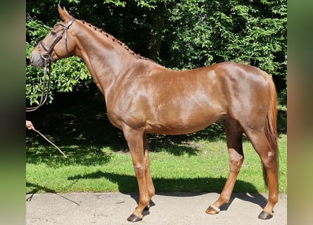 Anglo-Arab, Gelding, 9 years, 16.1 hh, Chestnut