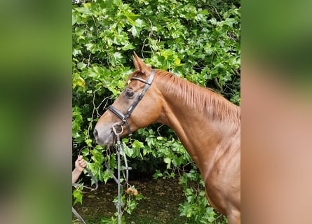 Anglo-Arab, Gelding, 9 years, 16,1 hh, Chestnut