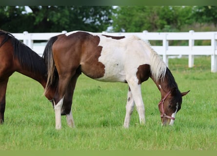 Anglo-arab, Hingst, 1 år, 167 cm, Pinto