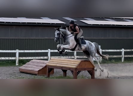 Anglo-arab, Hingst, 5 år, 164 cm, Pinto