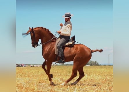 Anglo-arab, Hingst, 7 år, 160 cm, fux