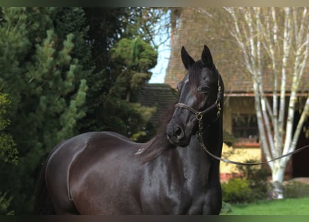 Anglo-Arab, Mare, 11 years, 16 hh, Black