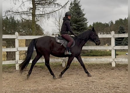 Anglo-Arab, Mare, 11 years, 16 hh, Black