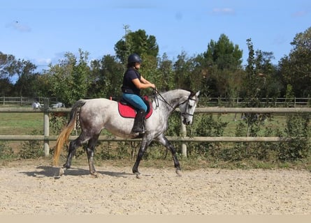 Anglo-Arab, Mare, 12 years, 16 hh, Brown