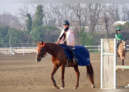 Anglo-Arab, Mare, 17 years, 15,2 hh, Chestnut-Red