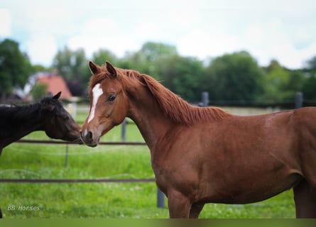 Anglo-Arab, Mare, 1 year, 15.2 hh, Chestnut-Red